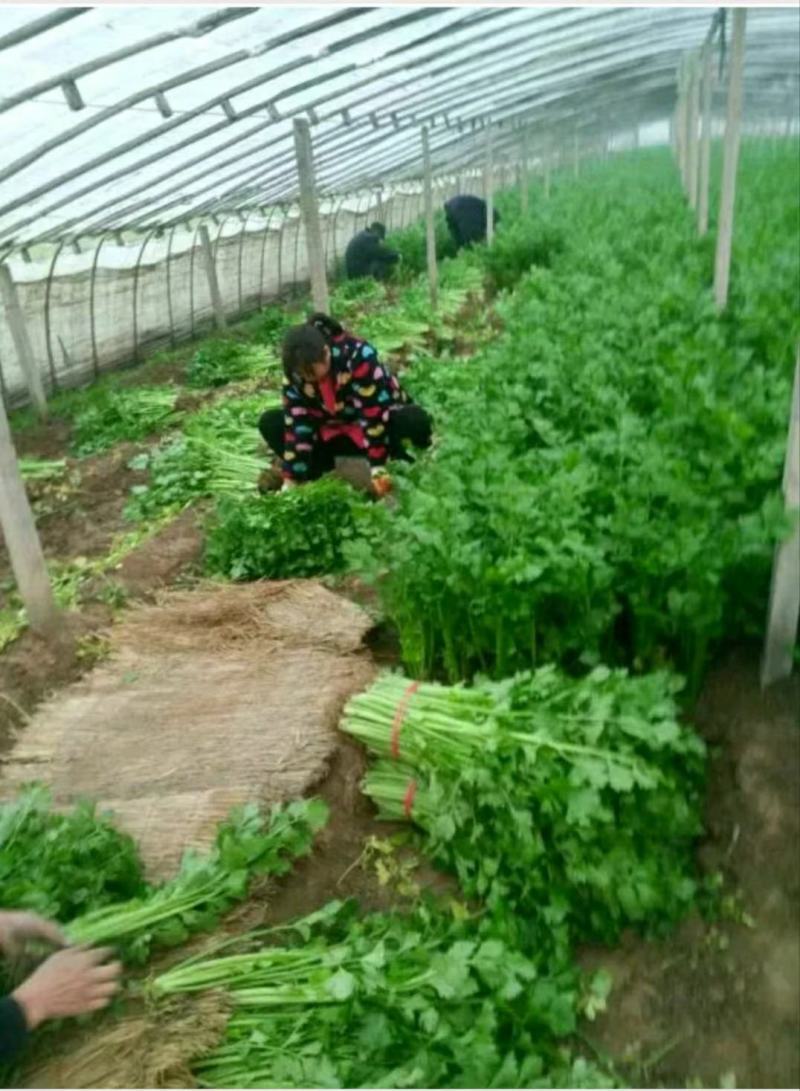 精品芹菜(小西芹)，颜色嫩绿，口感清脆基地直供，量大从优