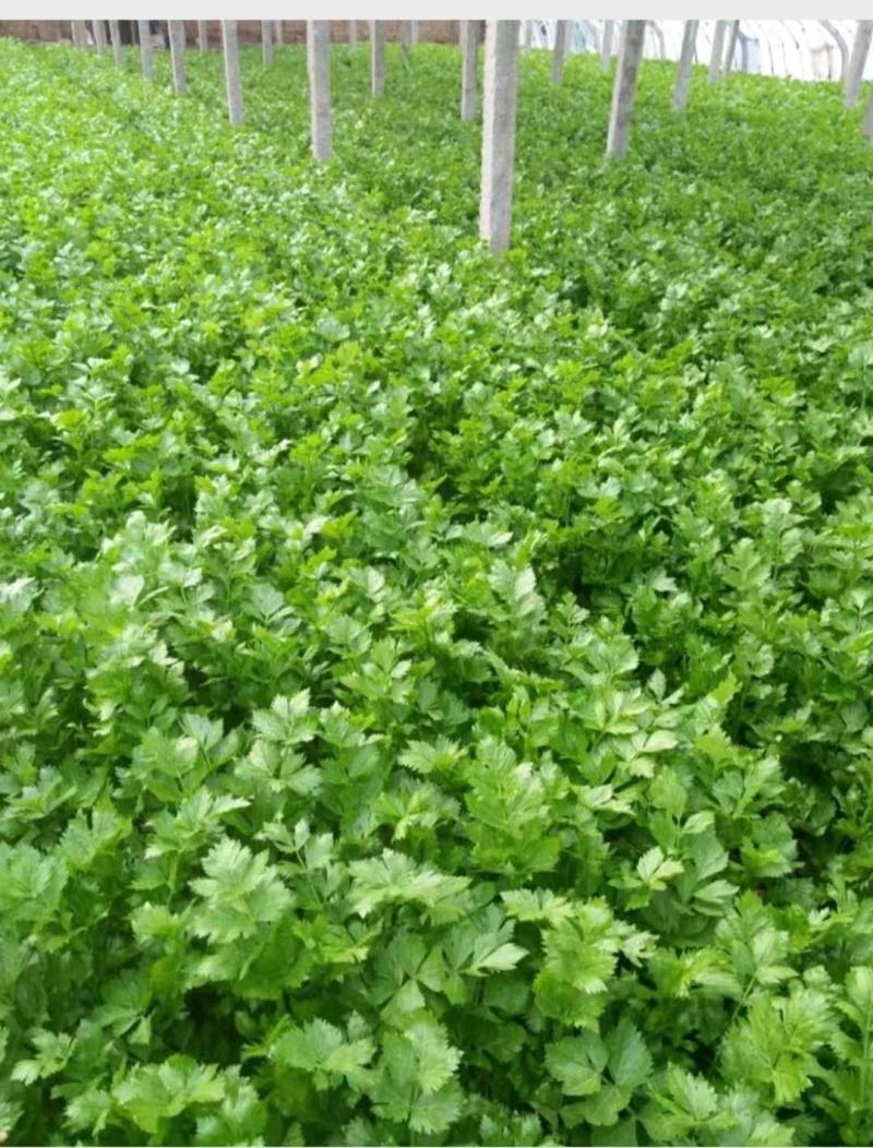 精品芹菜(小西芹)，颜色嫩绿，口感清脆基地直供，量大从优