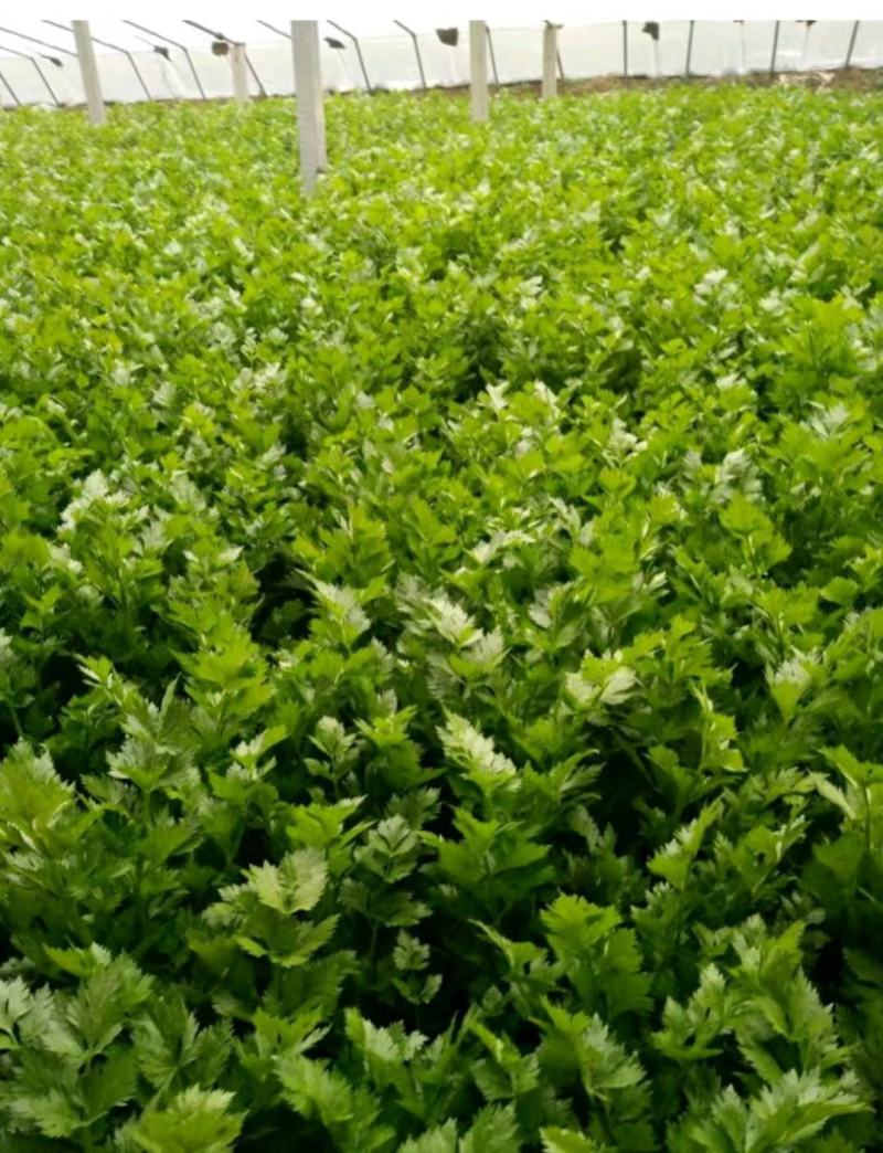 精品芹菜(小西芹)，颜色嫩绿，口感清脆基地直供，量大从优