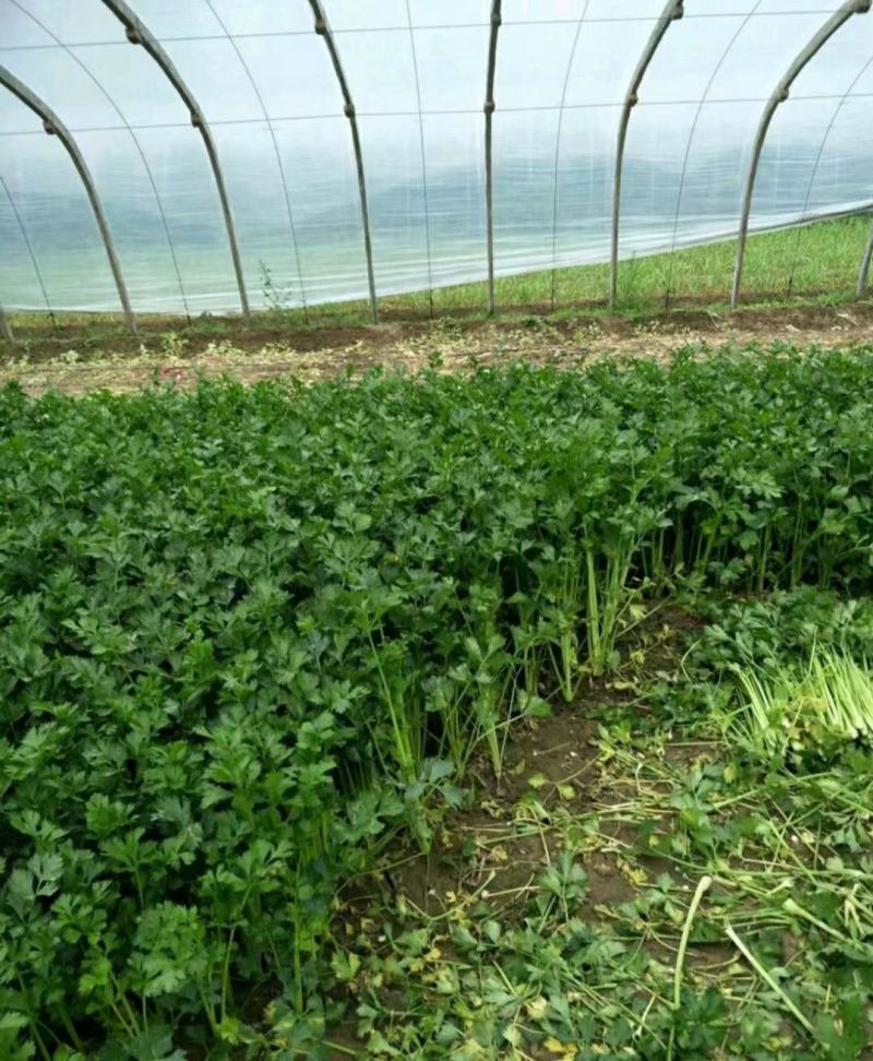 精品芹菜(小西芹)，颜色嫩绿，口感清脆基地直供，量大从优