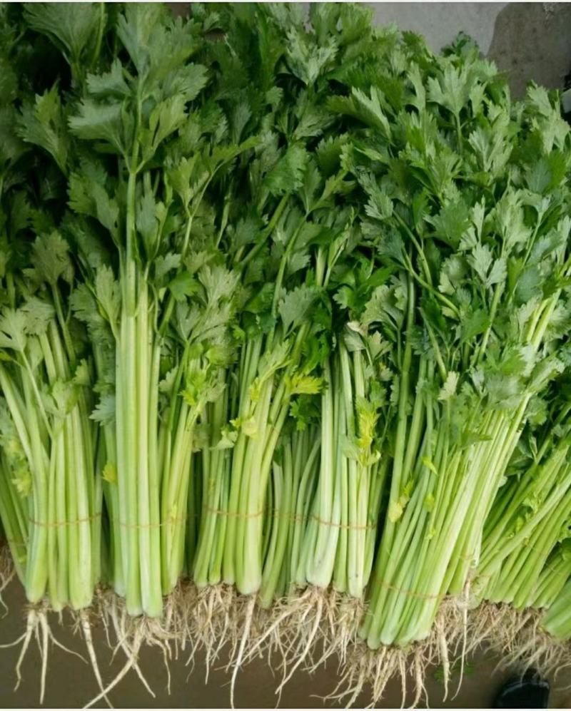 精品芹菜(小西芹)，颜色嫩绿，口感清脆基地直供，量大从优