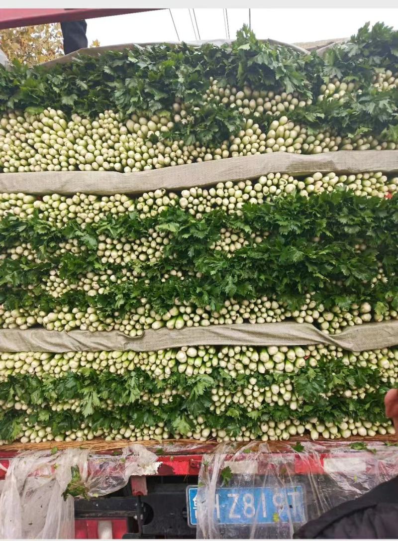 精品芹菜(小西芹)，颜色嫩绿，口感清脆基地直供，量大从优