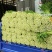 精品芹菜(小西芹)，颜色嫩绿，口感清脆基地直供，量大从优