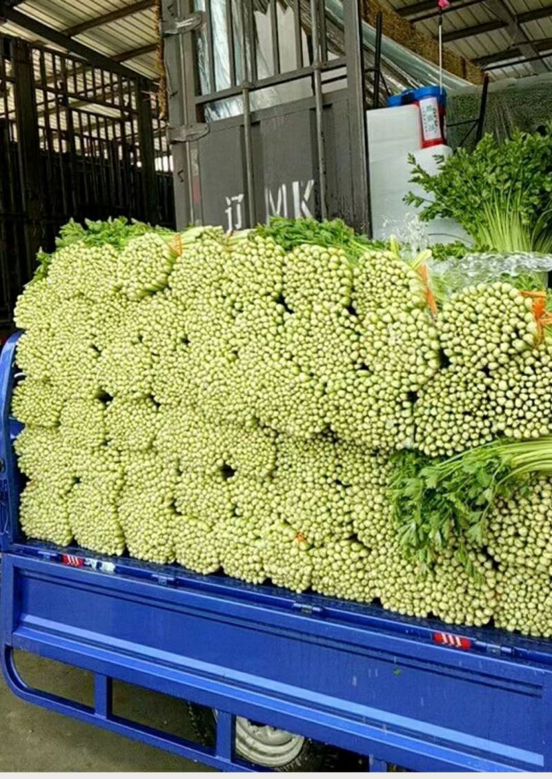 精品芹菜(小西芹)，颜色嫩绿，口感清脆基地直供，量大从优