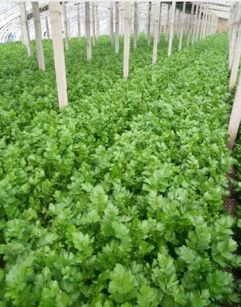 精品芹菜(小西芹)，颜色嫩绿，口感清脆基地直供，量大从优