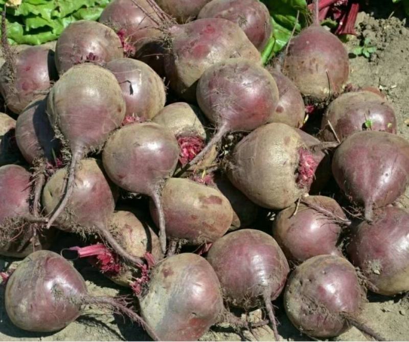 优质甜根菜，颜色鲜艳，口感脆甜，汁多味美，基地直供，佳品