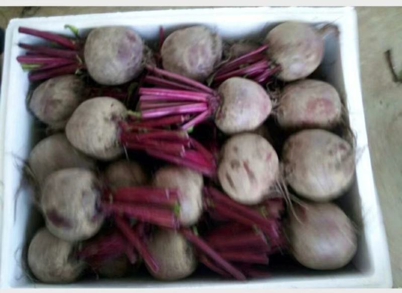 优质甜根菜，颜色鲜艳，口感脆甜，汁多味美，基地直供，佳品