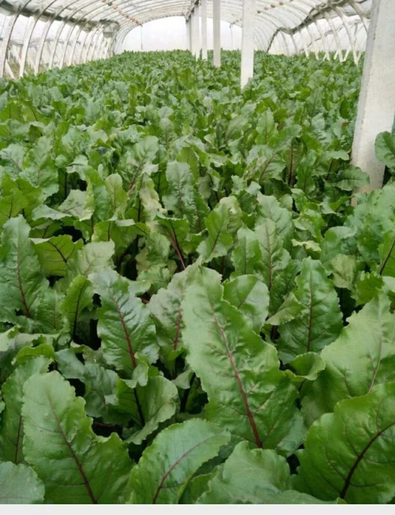 优质甜根菜，颜色鲜艳，口感脆甜，汁多味美，基地直供，佳品