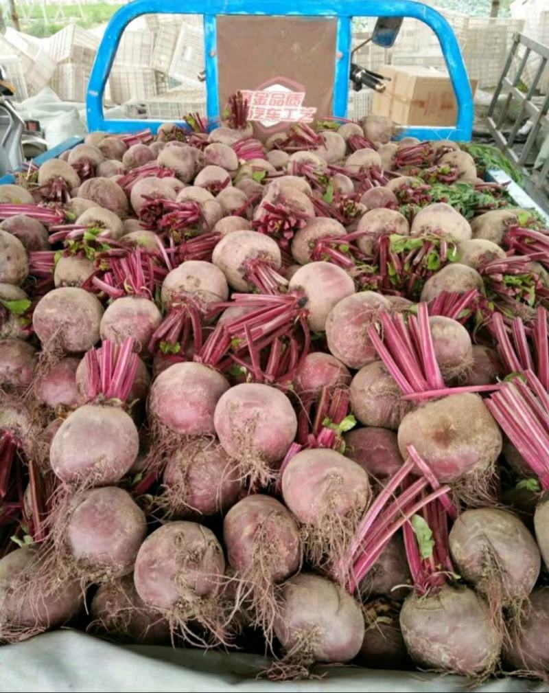 优质甜根菜，颜色鲜艳，口感脆甜，汁多味美，基地直供，佳品
