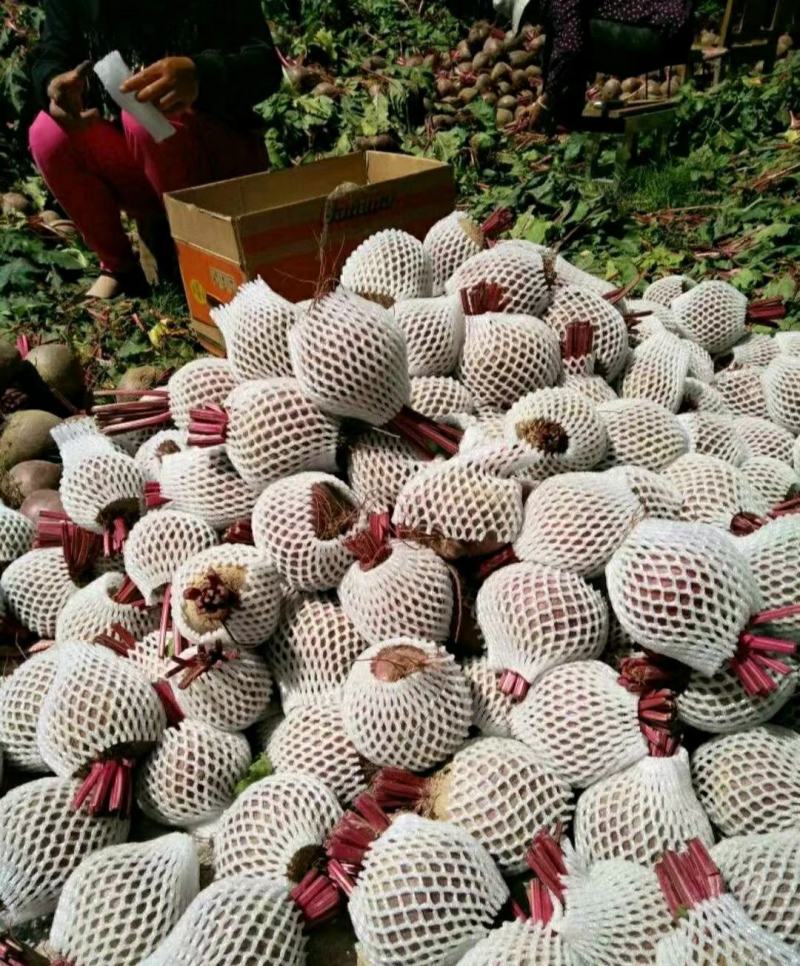 优质甜根菜，颜色鲜艳，口感脆甜，汁多味美，基地直供，佳品