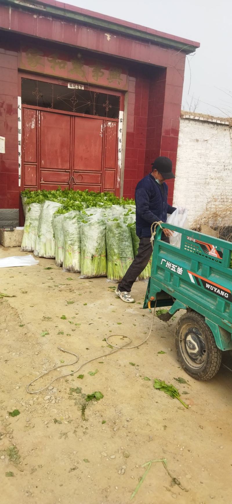 大量芹菜上市株高65/70左右，打捆绑3斤左右