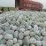 【精品】水果冬瓜，电商大量现货代发全国