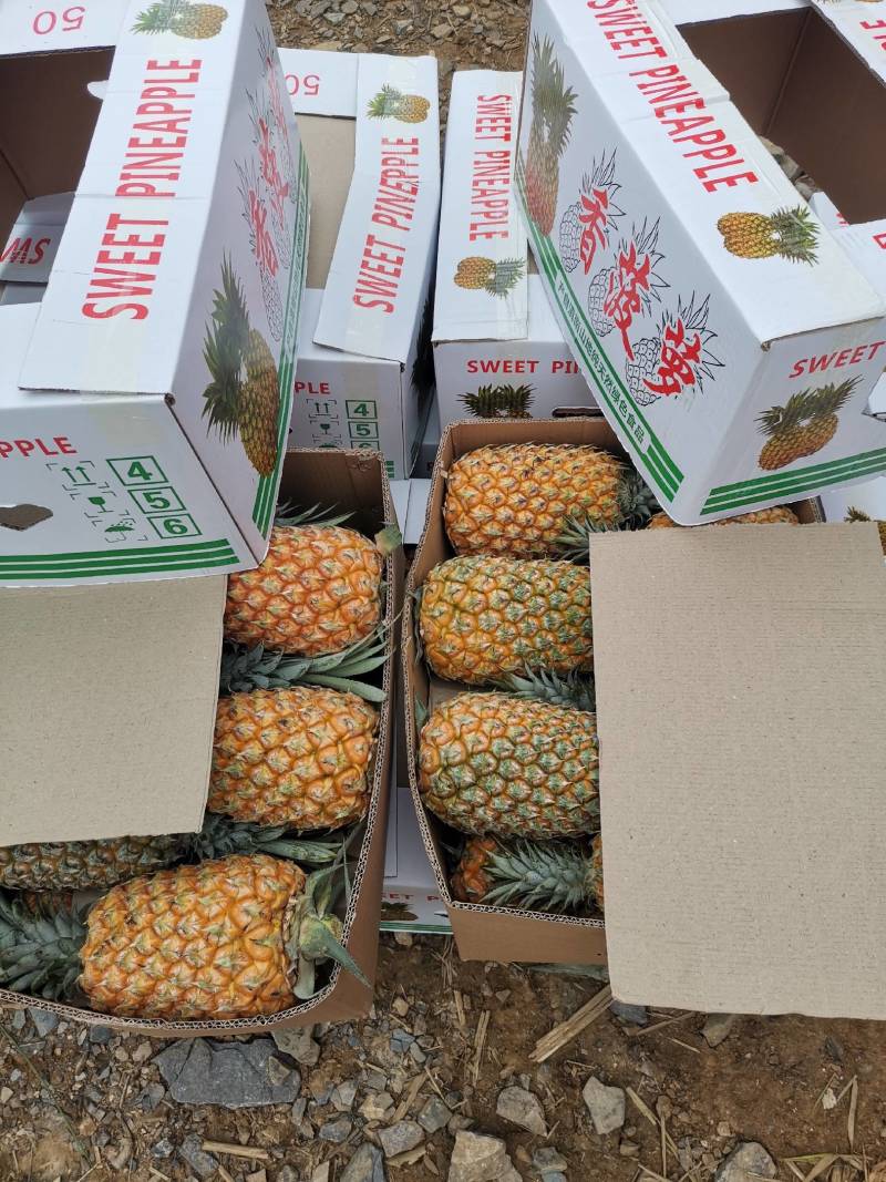 云南红河河口屏边香水菠萝口感香甜，肉质细腻，硬度好耐运输