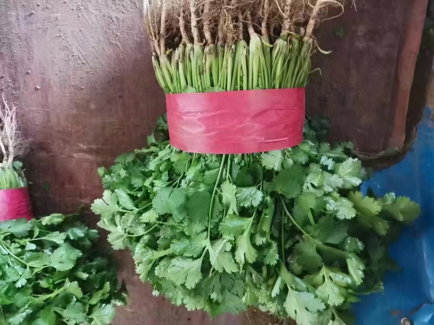大叶香菜特写
