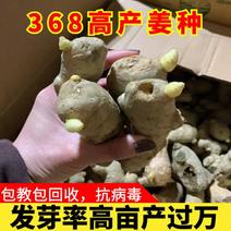 荐-【脱毒姜种-亩产过万】368高产王/教种植包回收