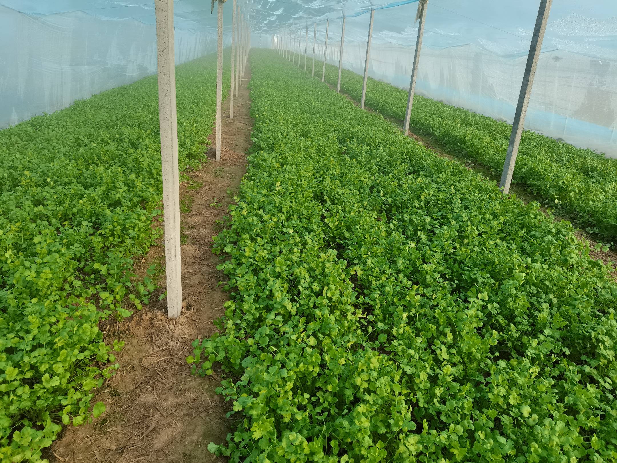 大叶香菜种植基地实景图