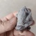 山西老树柿饼