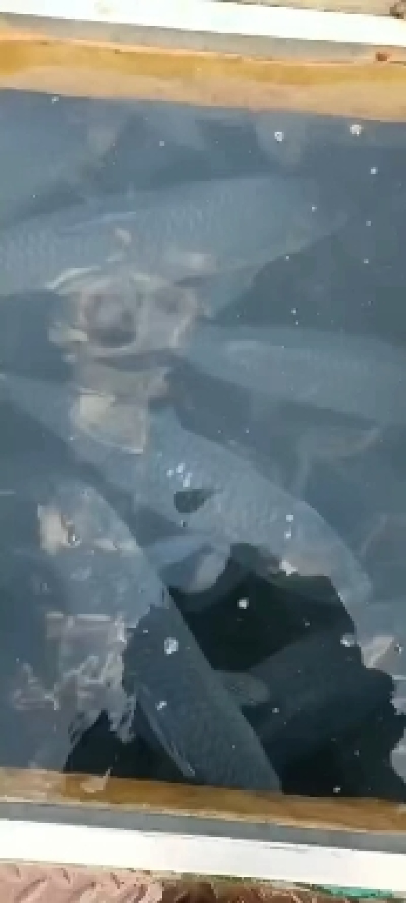 大青鱼，成品青鱼，塘口一手货源，产地直销可配送