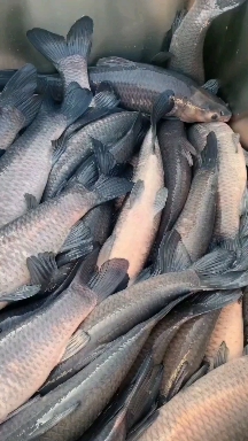 大青鱼，成品青鱼，塘口一手货源，产地直销可配送