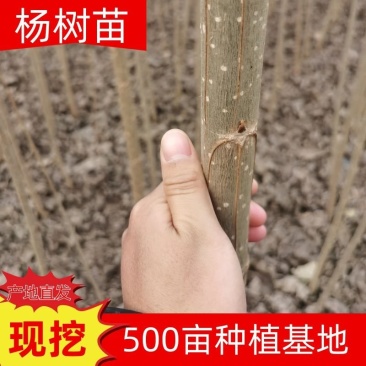 107速生杨树苗，无絮杨，现挖现发，五百亩杨树苗种植基地