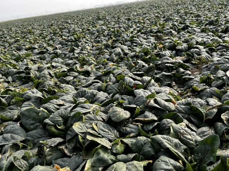 菠菜田间生长实景图