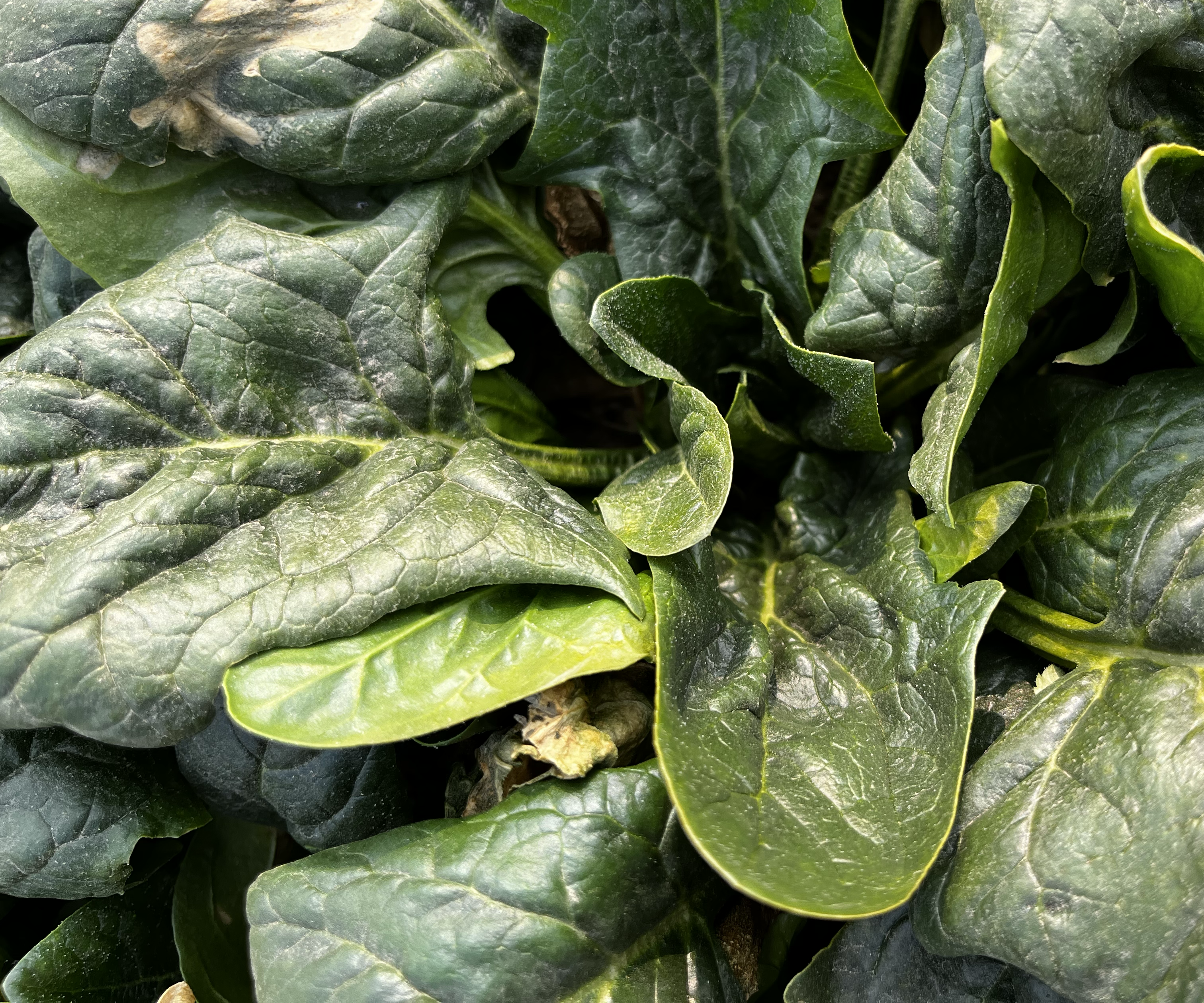 菠菜中草酸含量高