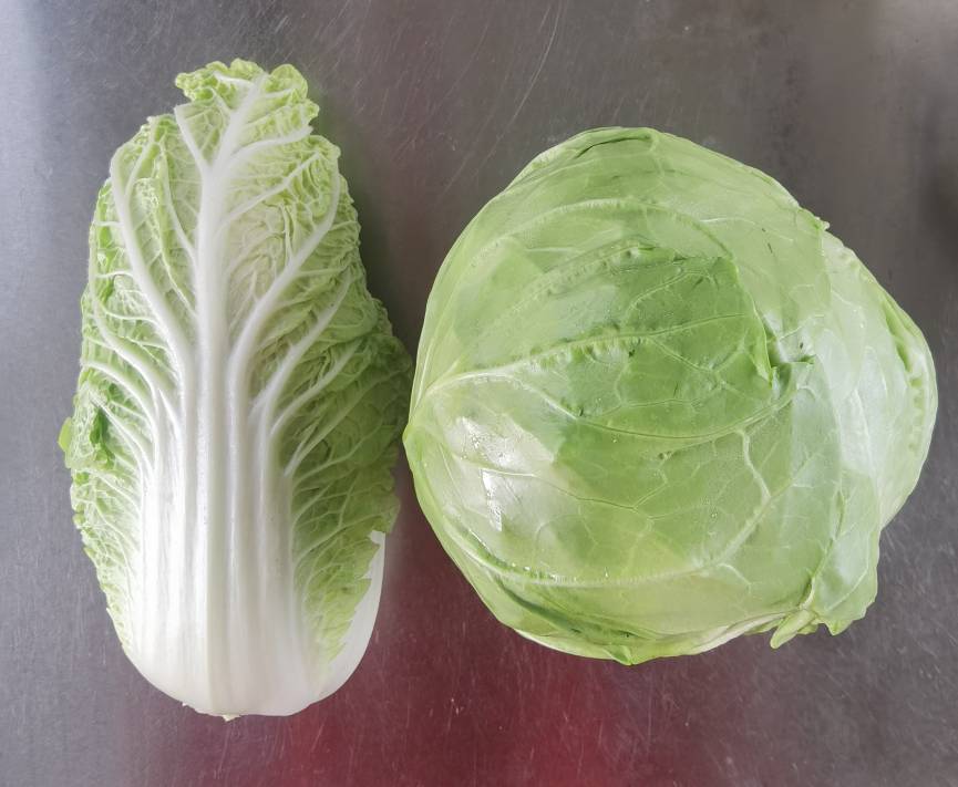 展示两种蔬菜的外观差异,左侧为圆包菜,右侧为圆白菜 圆包菜与圆白菜对比图