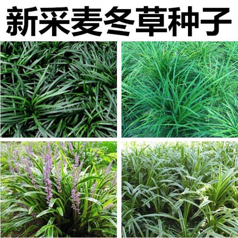 新采麦冬草种子多年生宽叶矮化金边麦冬草籽日本矮麦冬苗绿化
