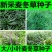 新采麦冬草种子多年生宽叶矮化金边麦冬草籽日本矮麦冬苗绿化