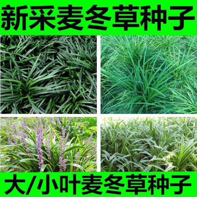 新采麦冬草种子多年生宽叶矮化金边麦冬草籽日本矮麦冬苗绿化