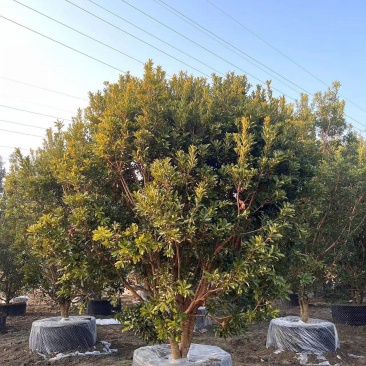 杨梅树，本苗圃大量出售各规格品种，欢迎大家前来选购