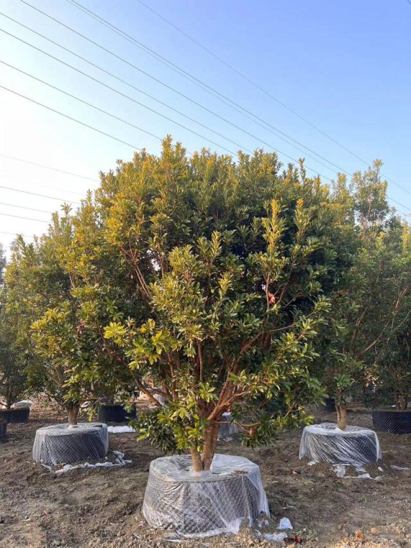 杨梅树，本苗圃大量出售各规格品种，欢迎大家前来选购