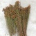 中药材贯叶连翘常年批发供应量大从优