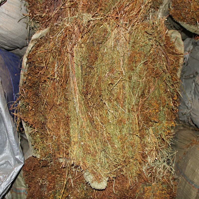 中药材贯叶连翘常年批发供应量大从优