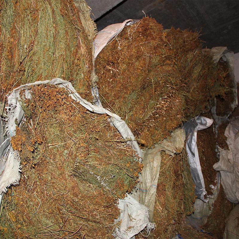中药材贯叶连翘常年批发供应量大从优