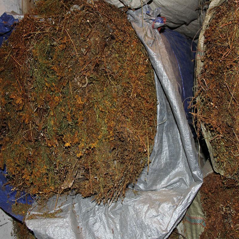 中药材贯叶连翘常年批发供应量大从优