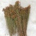 中药材贯叶连翘常年批发供应量大从优