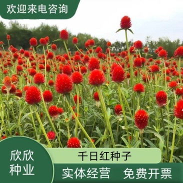 千日红种子草花种子百日红种子火球花种子千日紫粉白种子花种