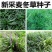 新采麦冬草种子麦冬种子矮麦冬草籽绿化草坪种子