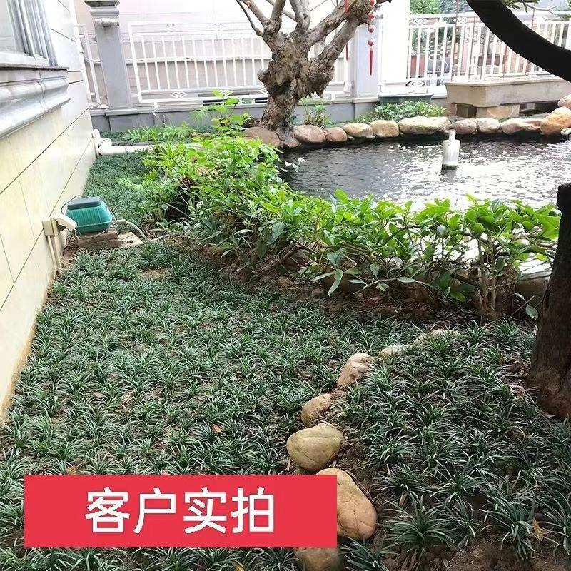 新采麦冬草种子麦冬种子矮麦冬草籽绿化草坪种子
