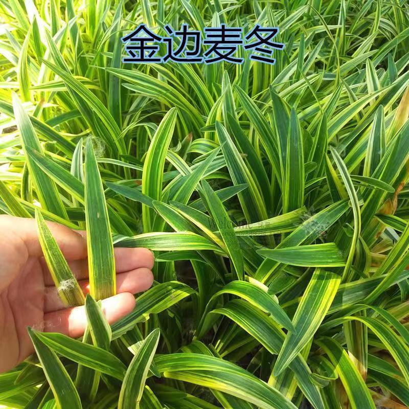新采麦冬草种子麦冬种子矮麦冬草籽绿化草坪种子