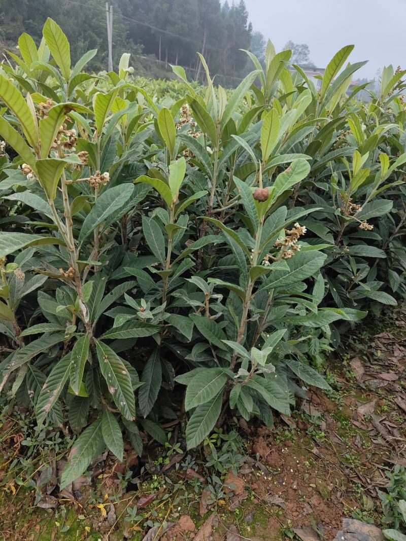 嫁接大五星枇杷苗