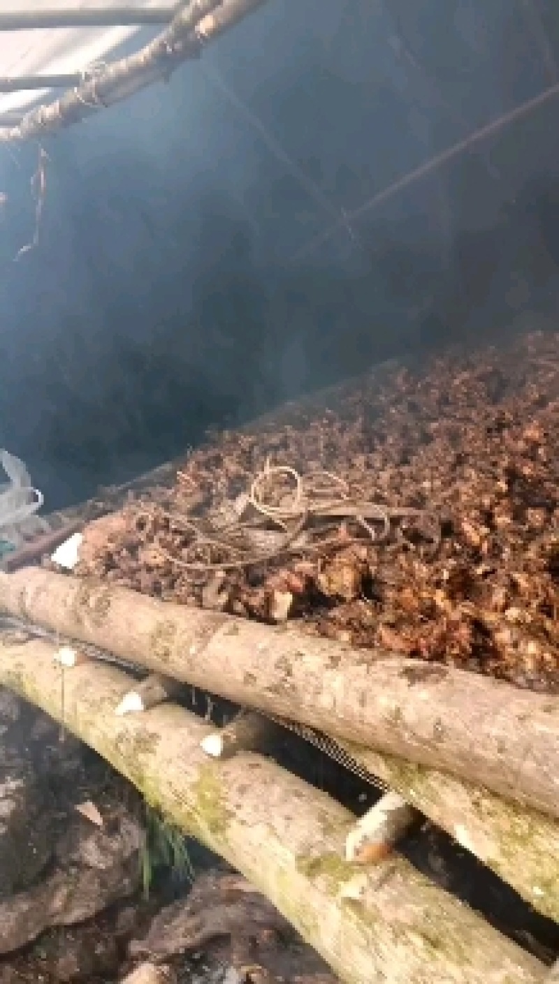 鲜货