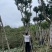 仁面子。珍贵苗木品种。精品仁面子19-20分有量
