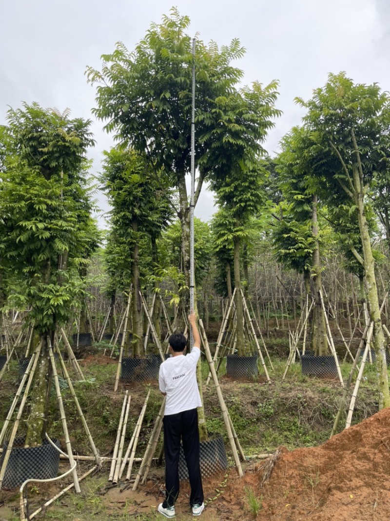 仁面子。珍贵苗木品种。精品仁面子19-20分有量