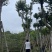 仁面子。珍贵苗木品种。精品仁面子19-20分有量