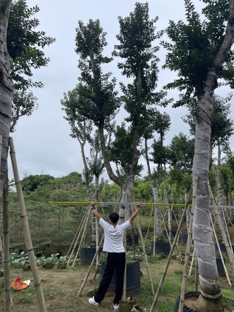 仁面子。珍贵苗木品种。精品仁面子19-20分有量
