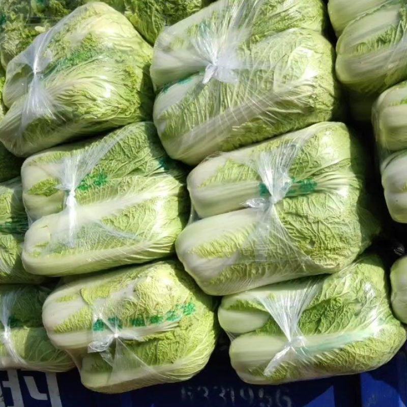 【实力商家】山东平阴北京三号白菜扁包对头包装纯净菜标准