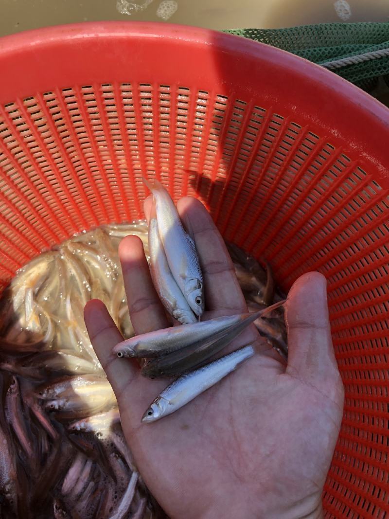 优质银鳕鱼，产地直供，品质优良，量大从优，欢迎选购