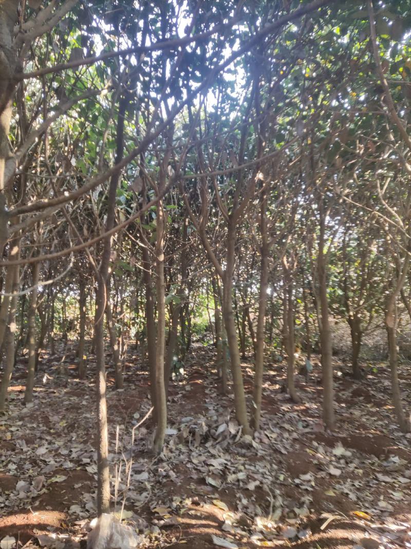 精品山玉兰